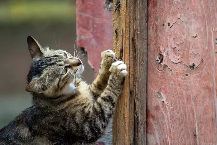How To Stop a Cat From Scratching at The Door