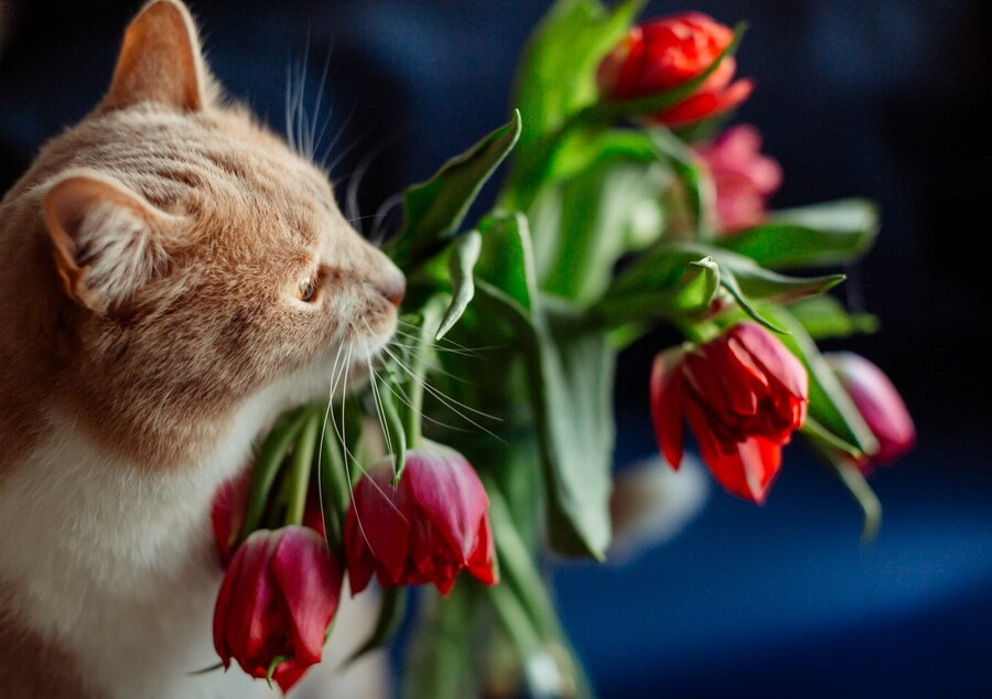 Safe Plants for Cats