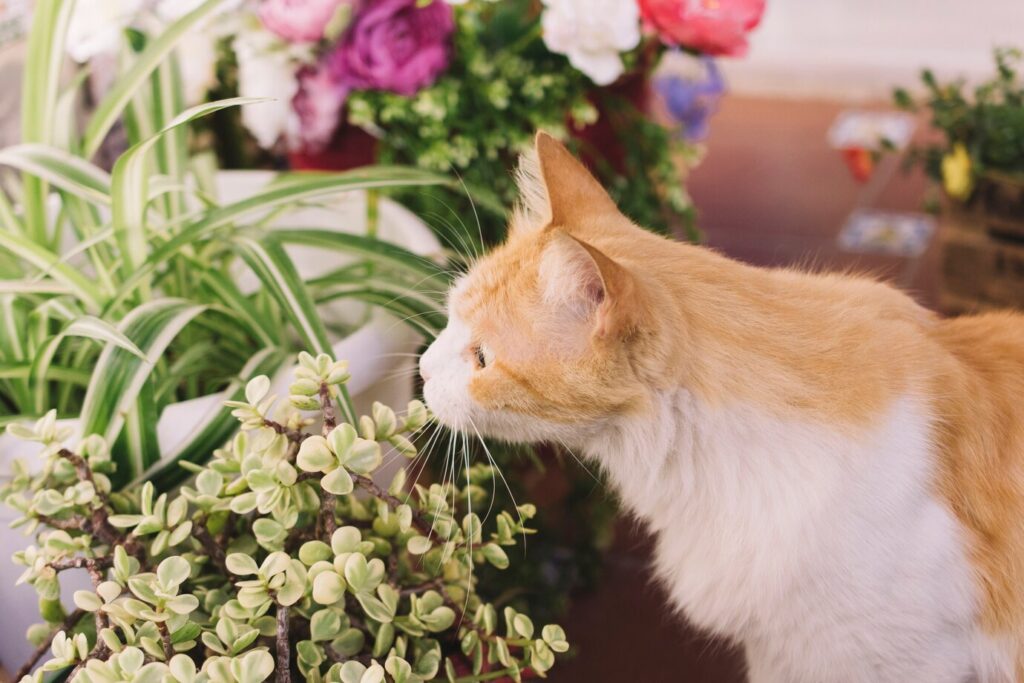 How To Keep Cats Away From Flowers
