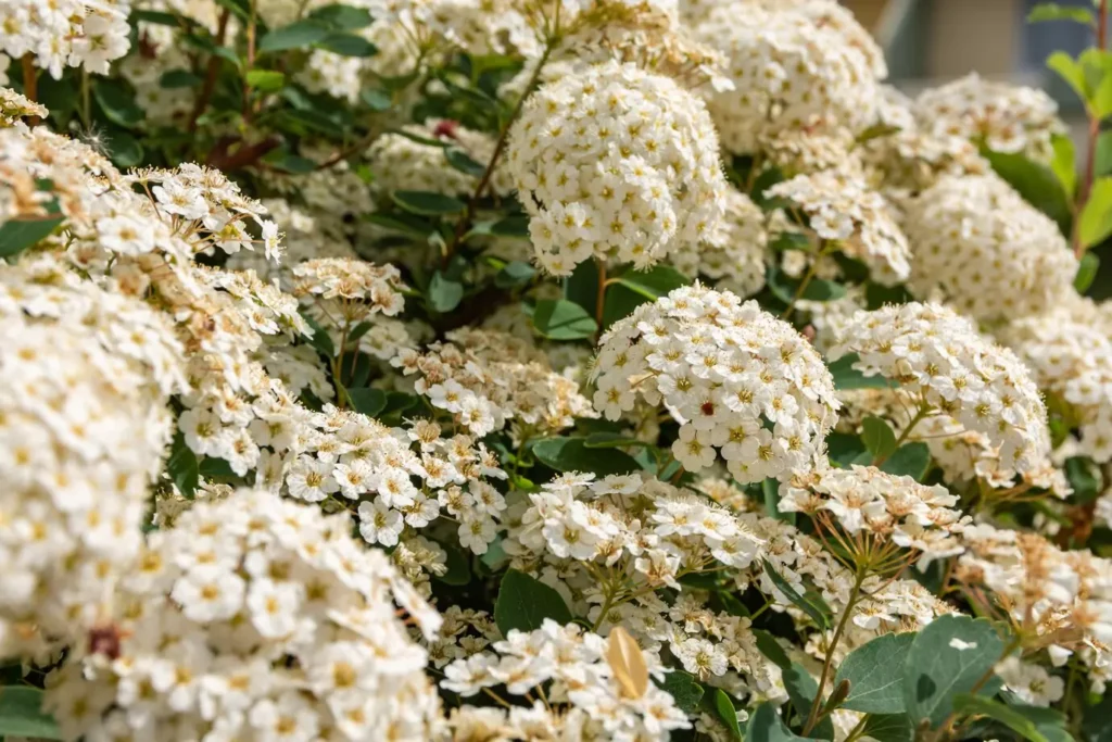 How to Prune Annabelle Hydrangea for Optimal Growth